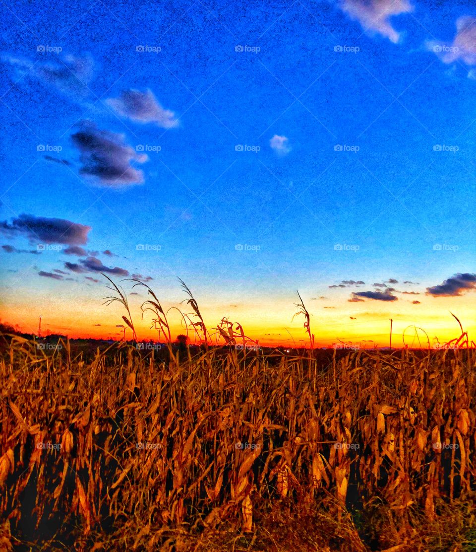 Sunsetting sky corn fields 