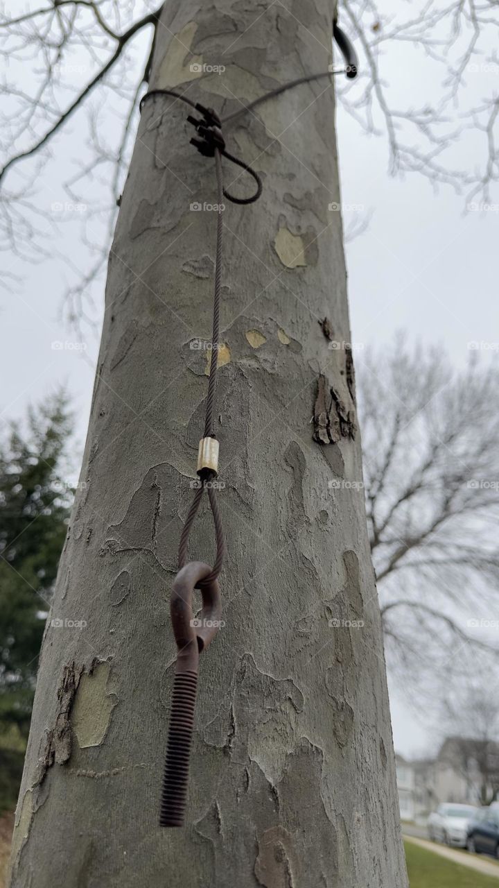 Metal hanging on tree.