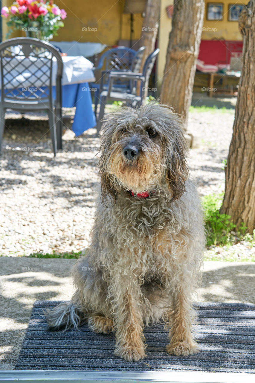 Portrait of dog