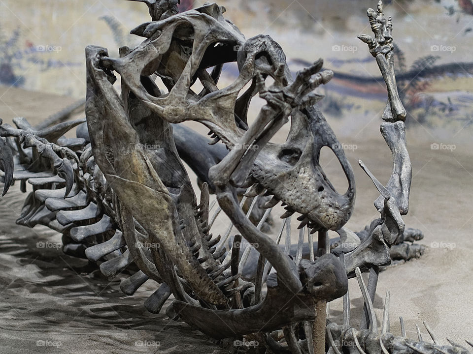 Dino - Fight. Taken at the Royal Tyrrell Museum in Drumheller, Alberta.