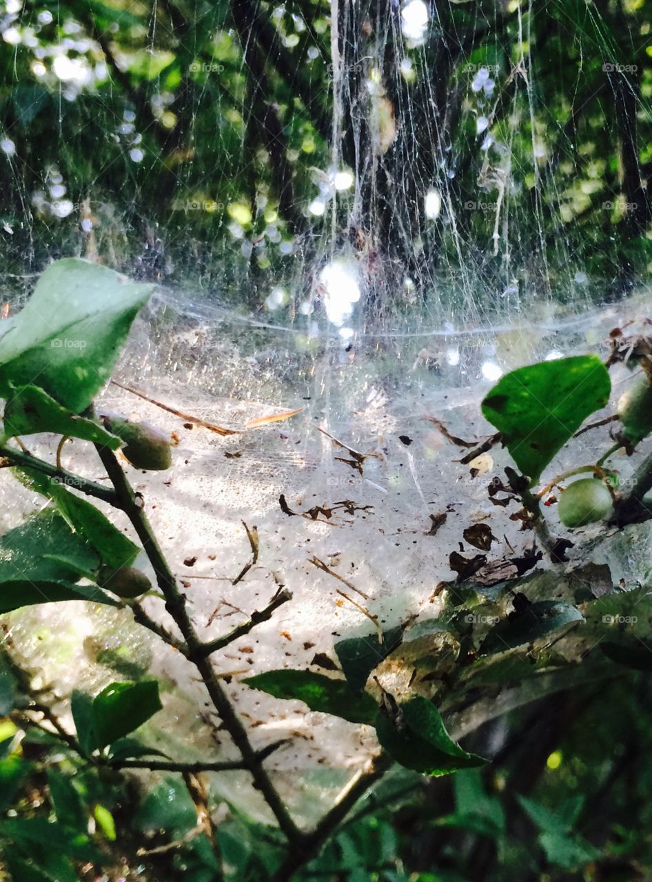 Spider web on plant. 