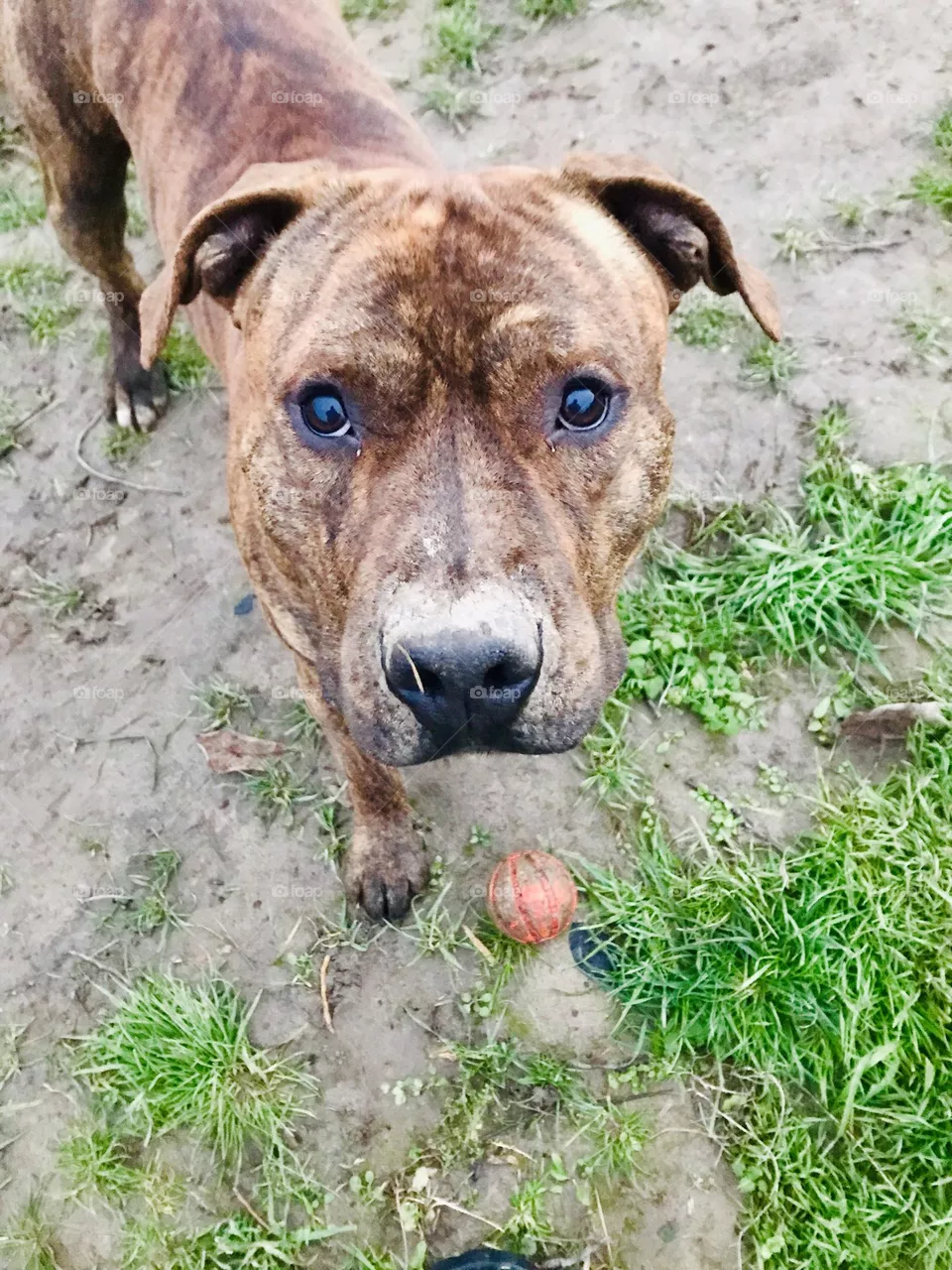 Puppy Eyes 