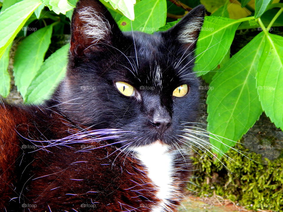 Sweet black cat with green eyes