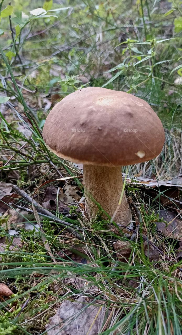 beautiful mushroom in the forest