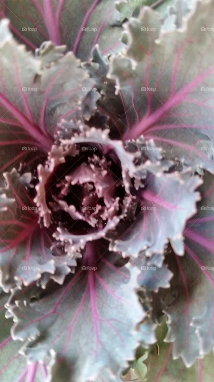 decorative cabbage