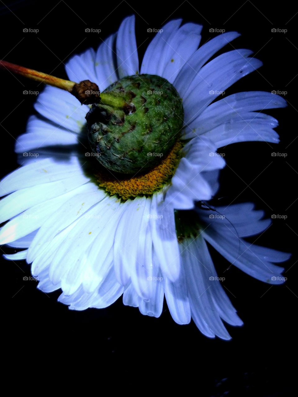 chamomile with an acorn cap.  reflected chamomile petals in the mirror