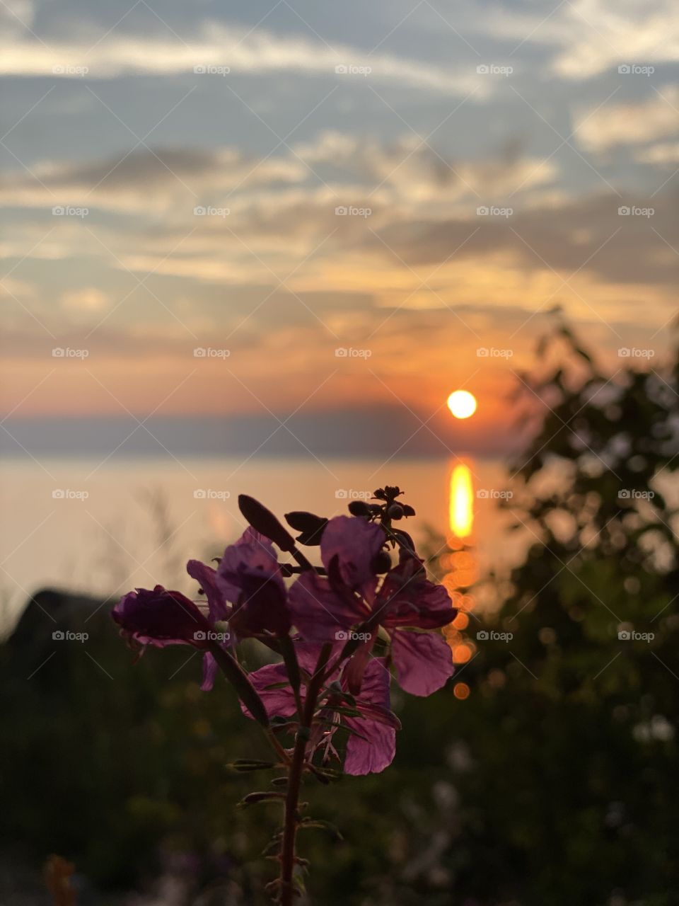 Pink flower in front of sunset