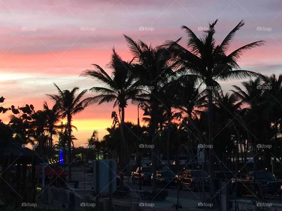 Palm Trees at Dusk