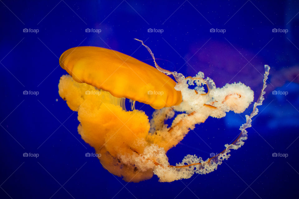 Large Bright Orange Jellyfish in Water 3