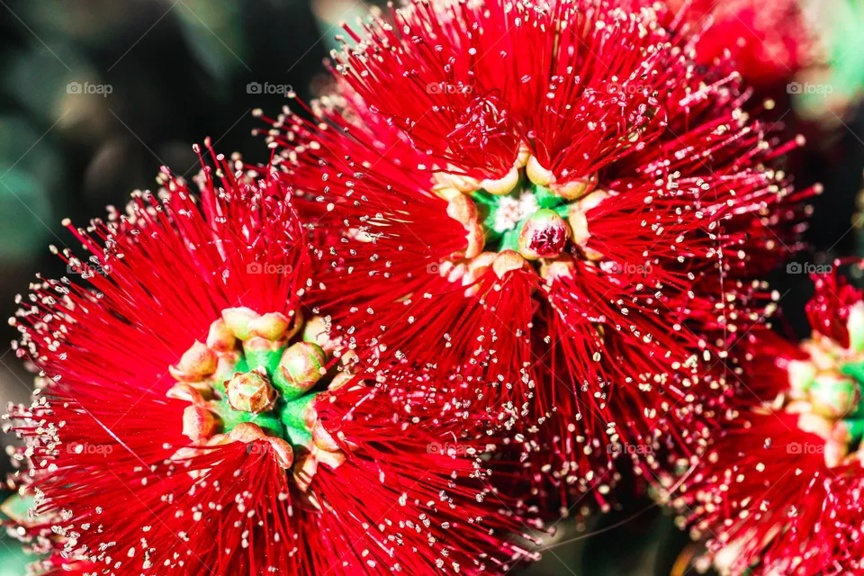 desert red flowers