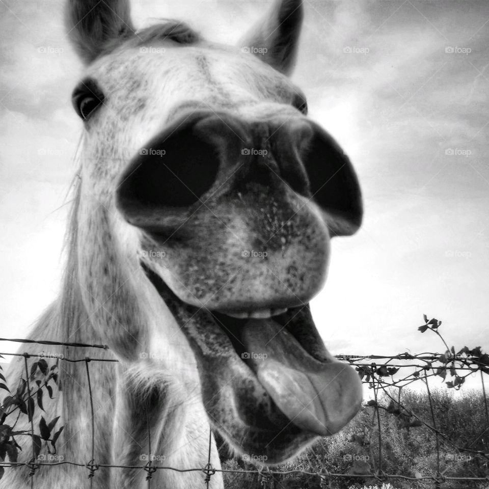 Horse making a funny face closeup in black and white