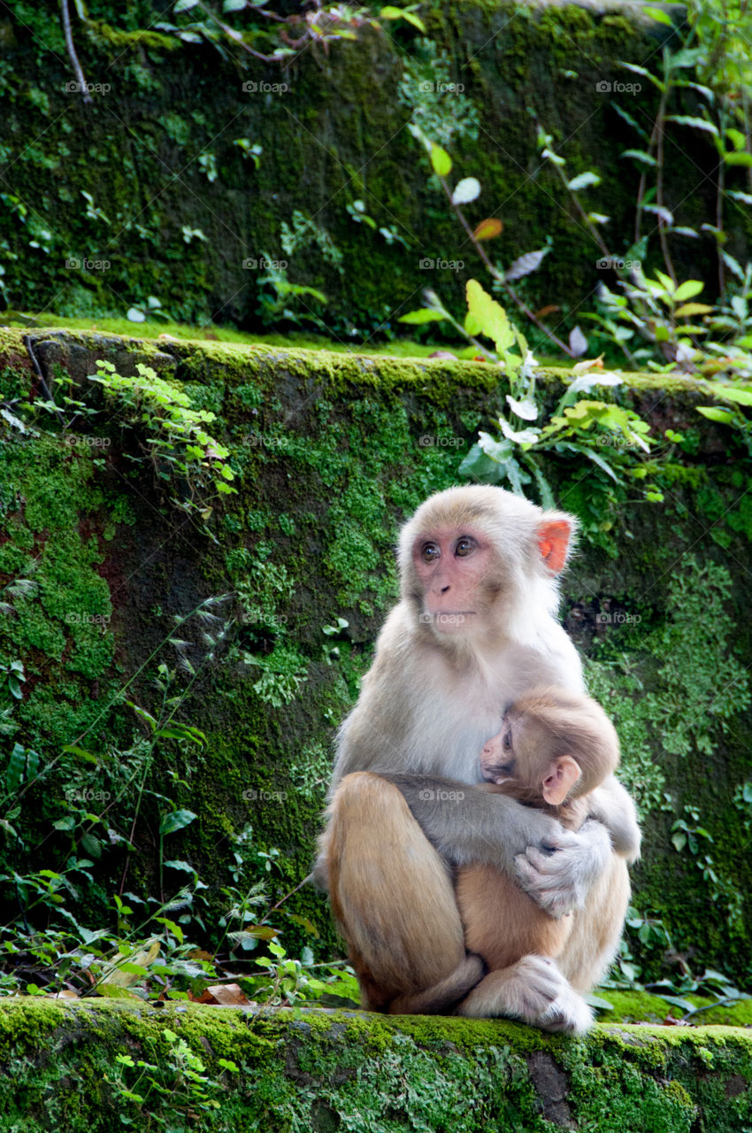 Baby monkey and his mother, at the temple complex of Pashupatinath, Nepal
