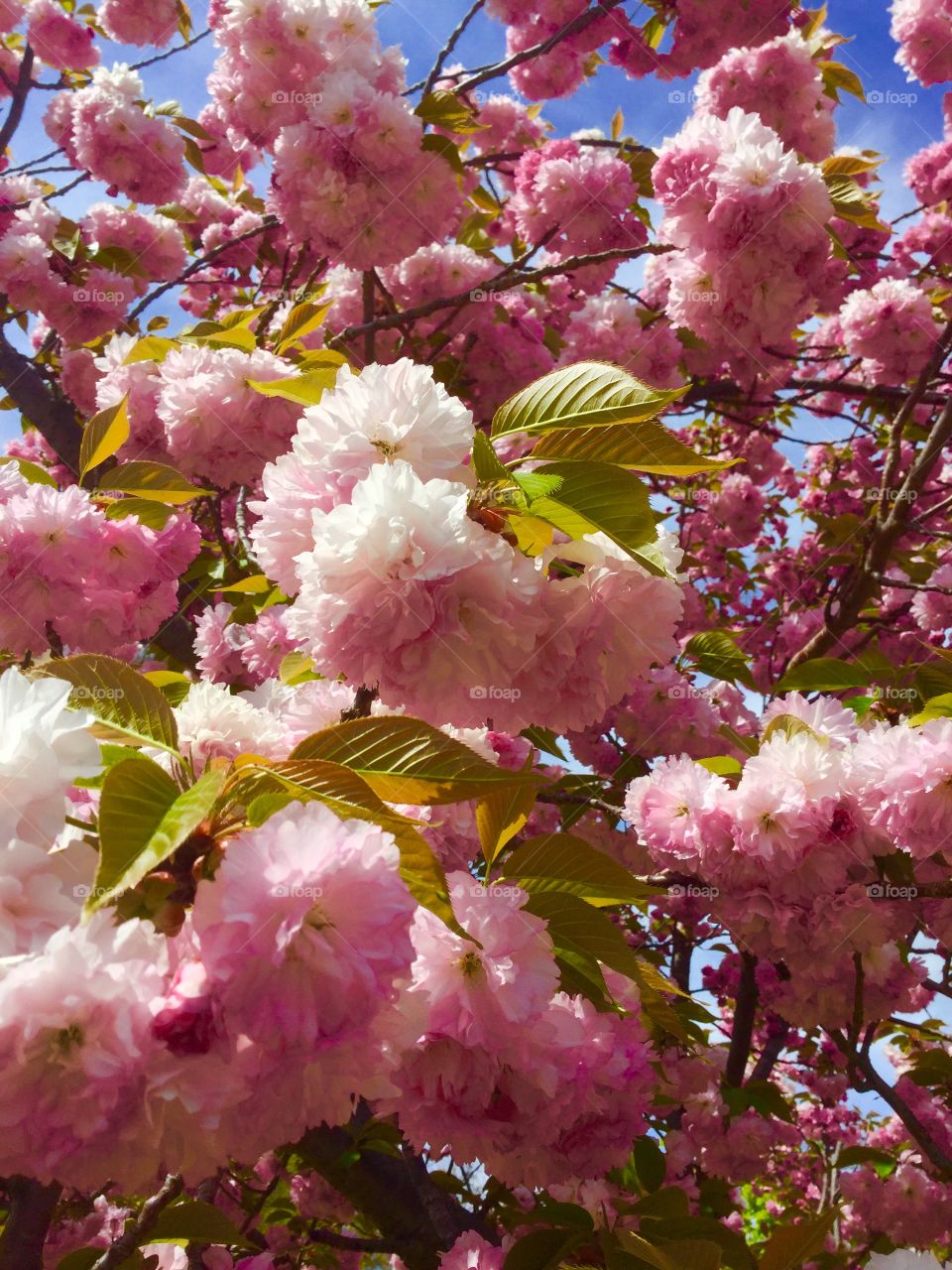 The beauty of the cherry trees 