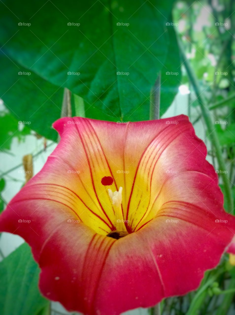 Nothing beats a beautiful flower along the trail...