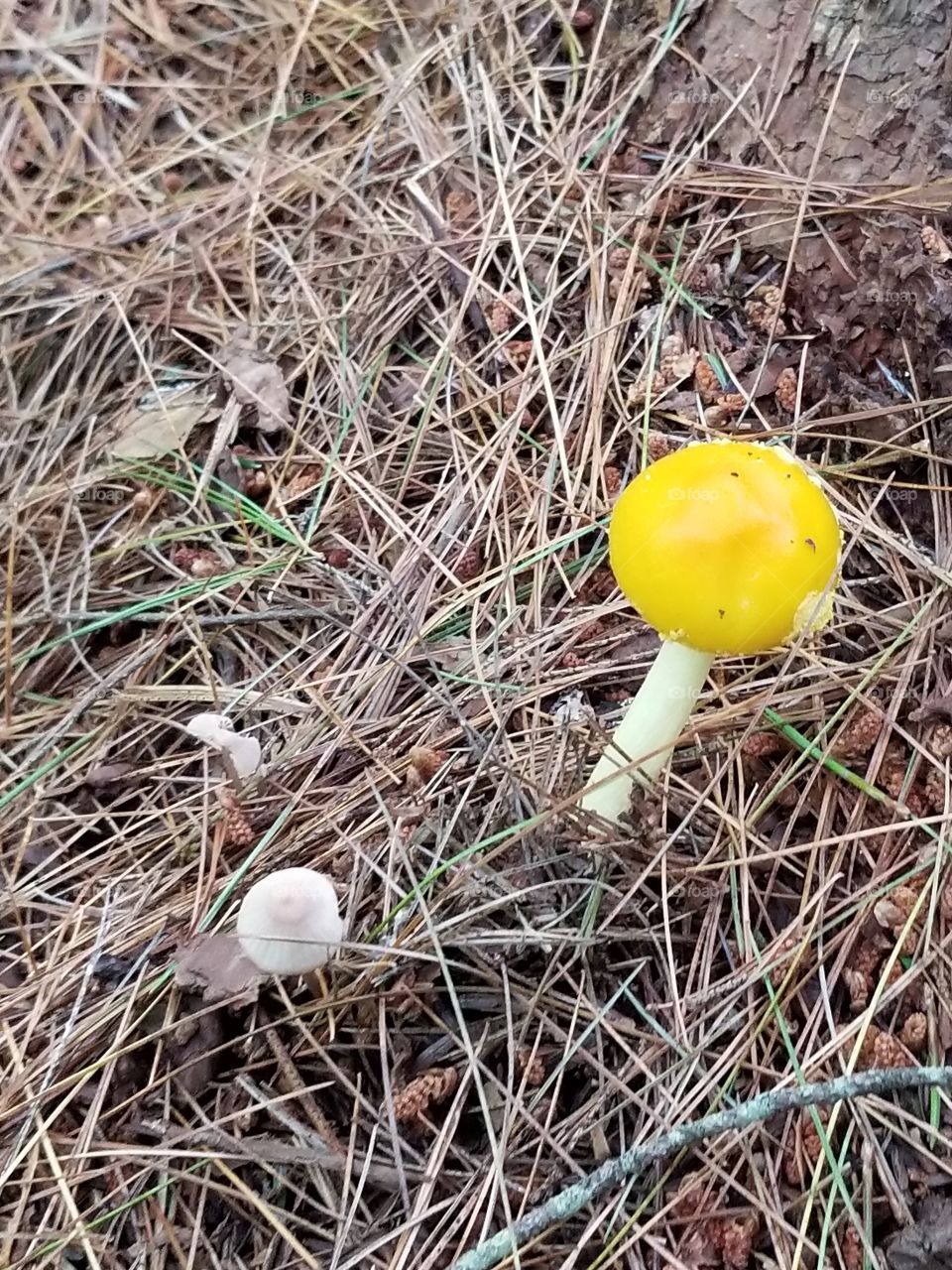 bright  mushroom