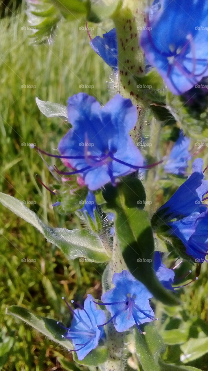 Nice blue color flower.