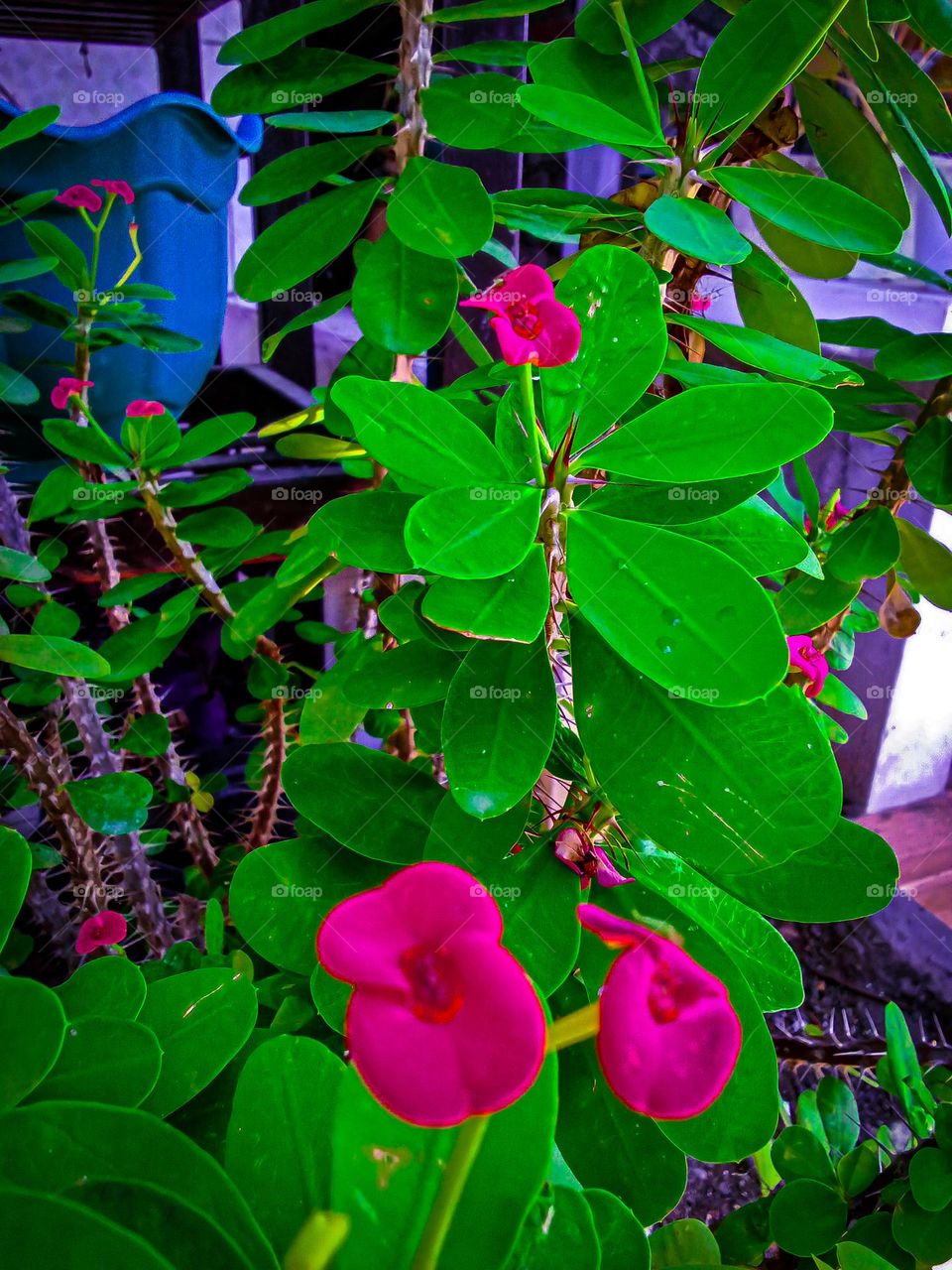 fresh flowers in the garden