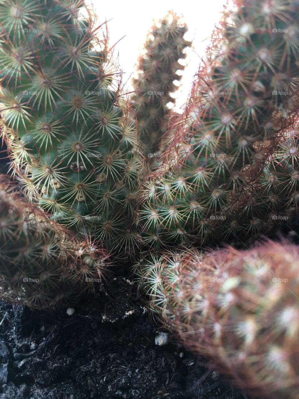 Cactus 