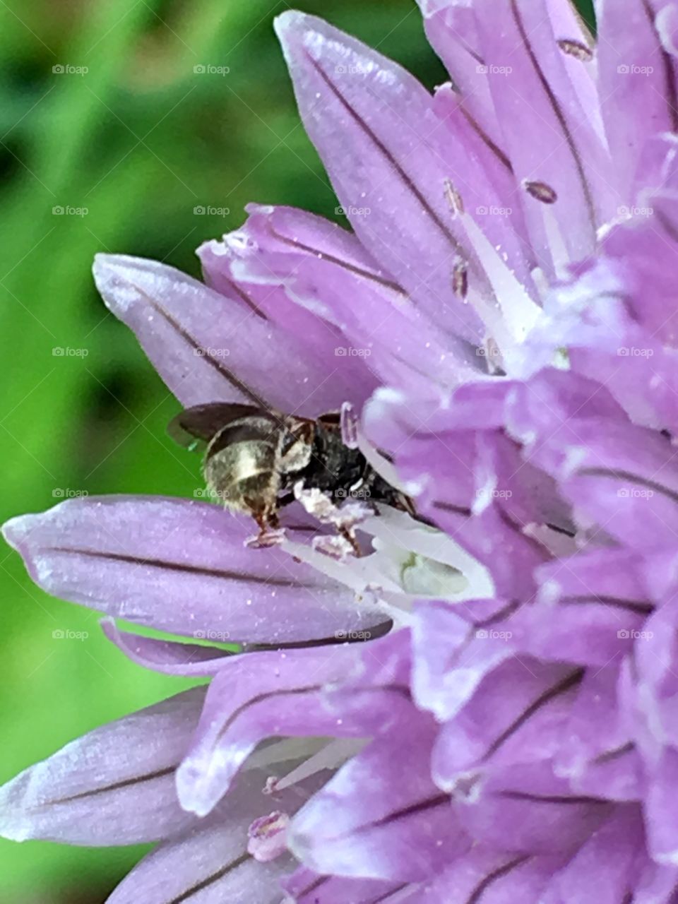 Pollinating a garlic chive