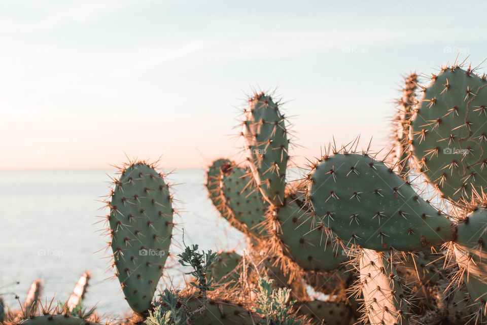 cactus tree besides a river