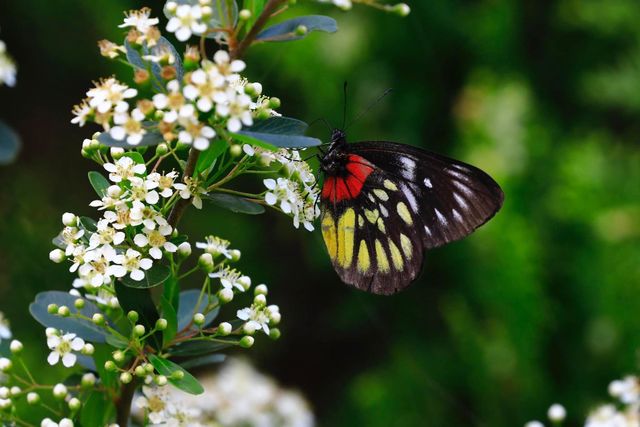 Beautiful and cute butterfly