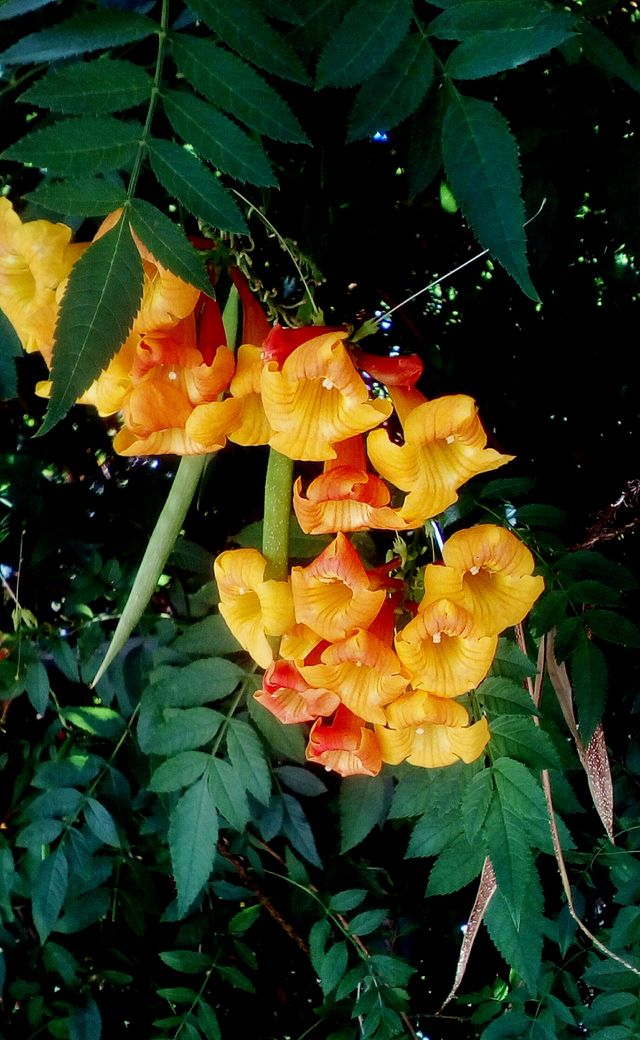 Beautiful exotic tropical bell-shaped flower hanging outdoors in green nature.
It is Orange Jubilee flower,known also as
Paraguay nightshade or Orange bells.
