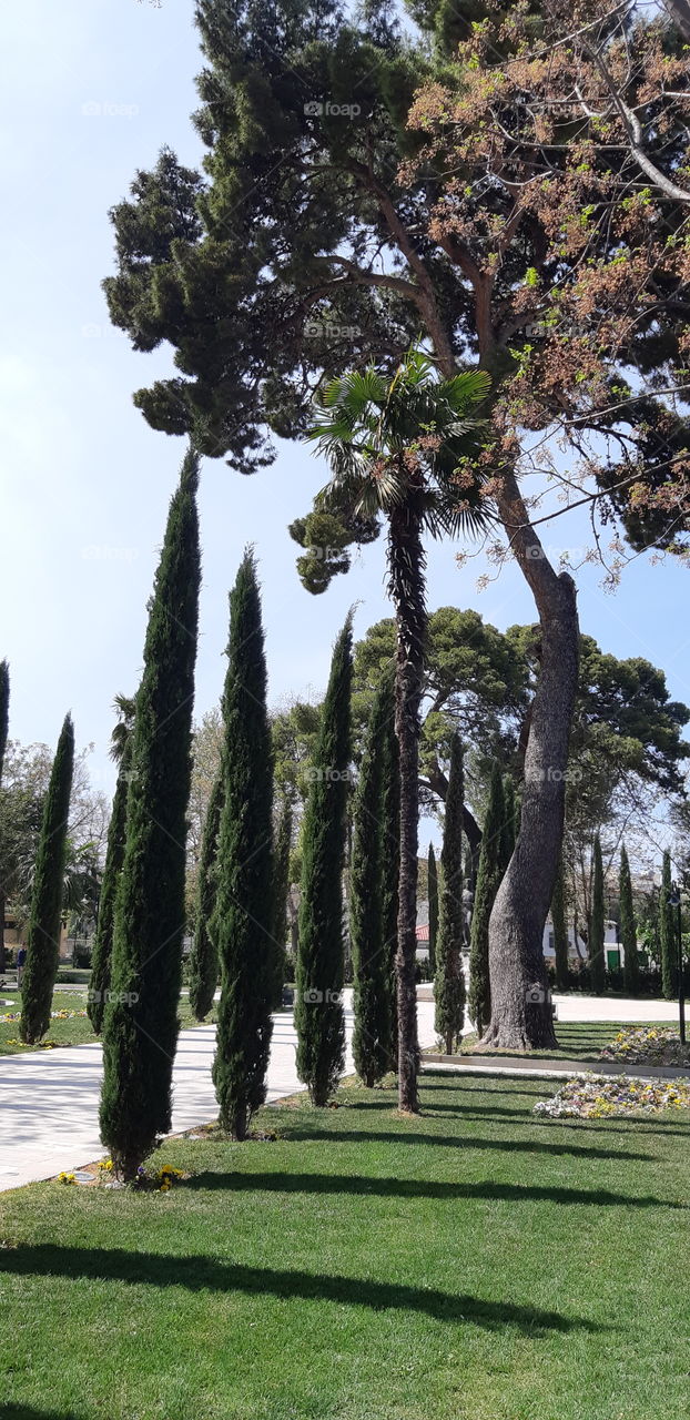 #love#nature#wood#trees#beautiful#sunny#day#