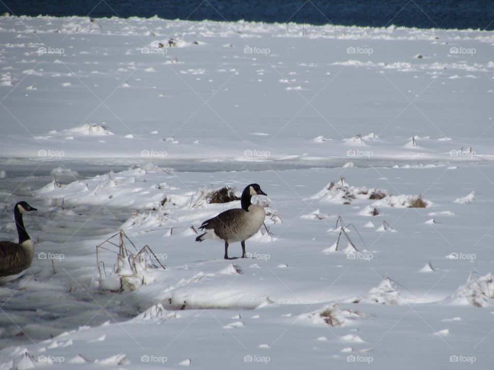 Geese in the snow