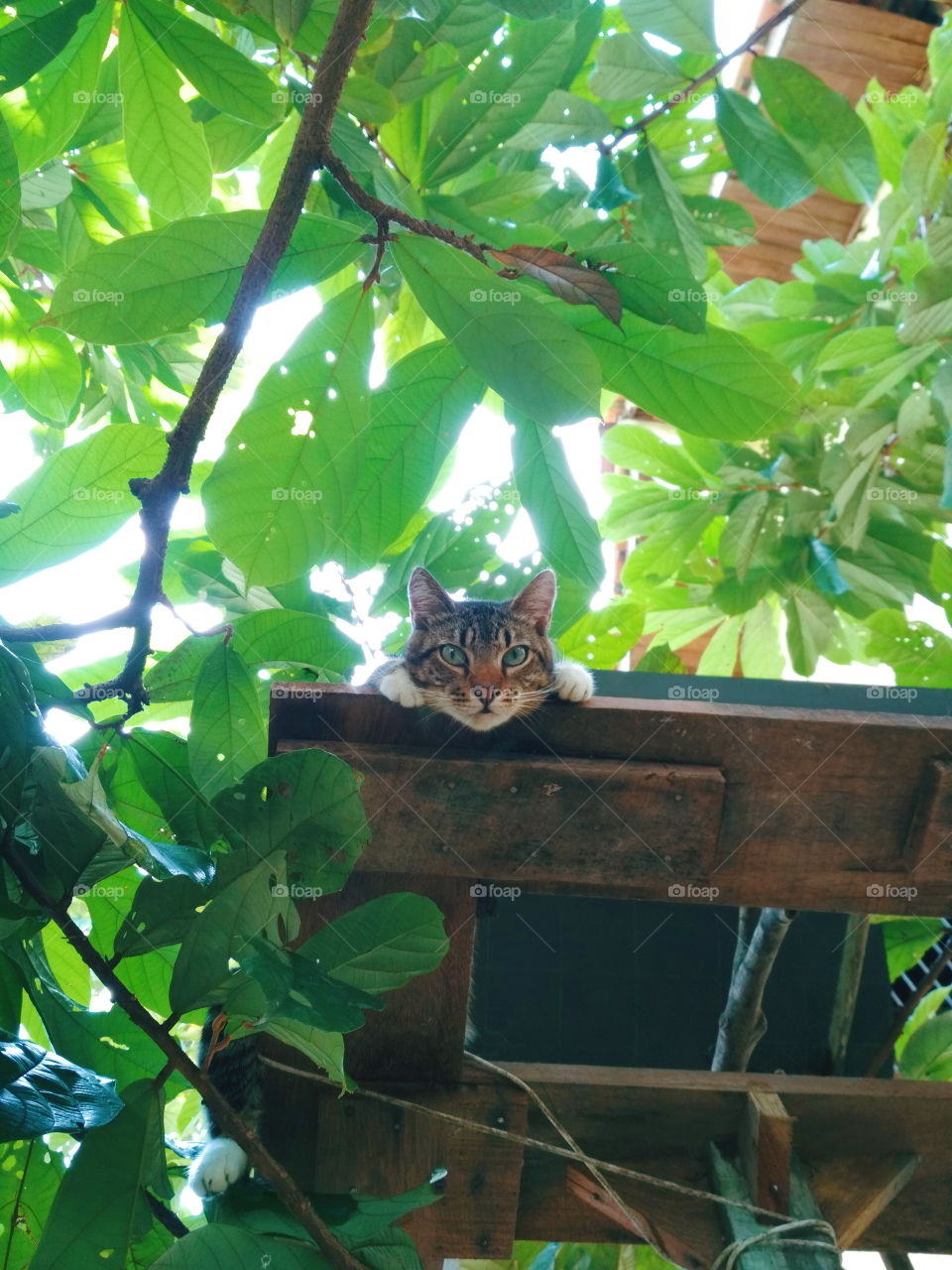 Um gato fofo em cima da árvore olhando para a fotógrafa.