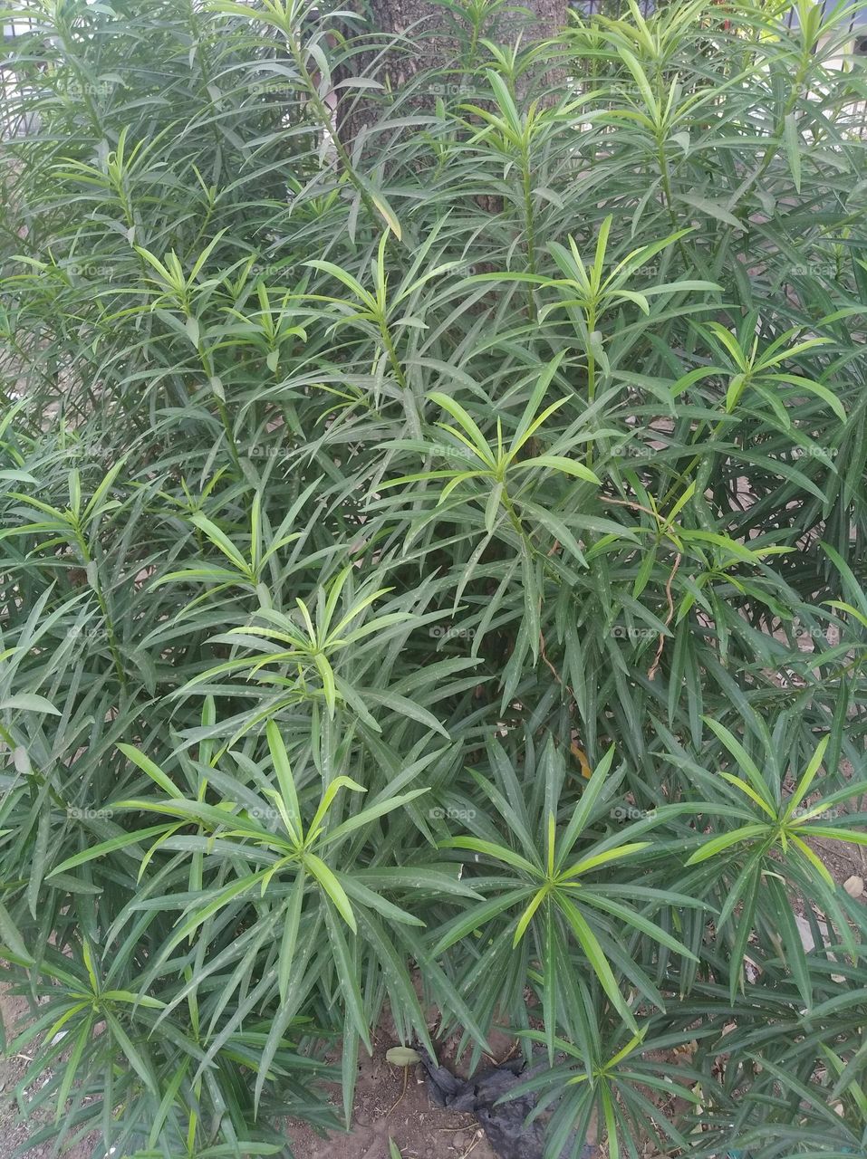 green shurb small size shurb looks very beautiful generally found everywhere seasonal fresh