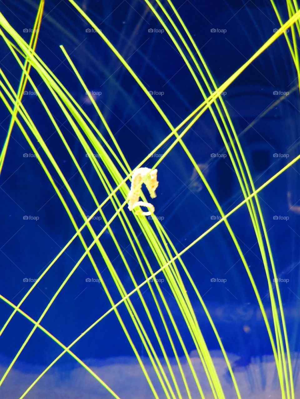 Deep Sea Equine Strata