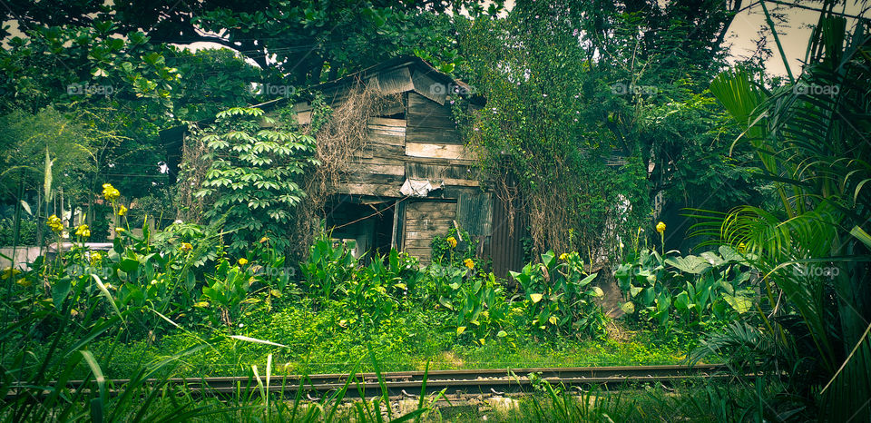 classic old house occupied by nature