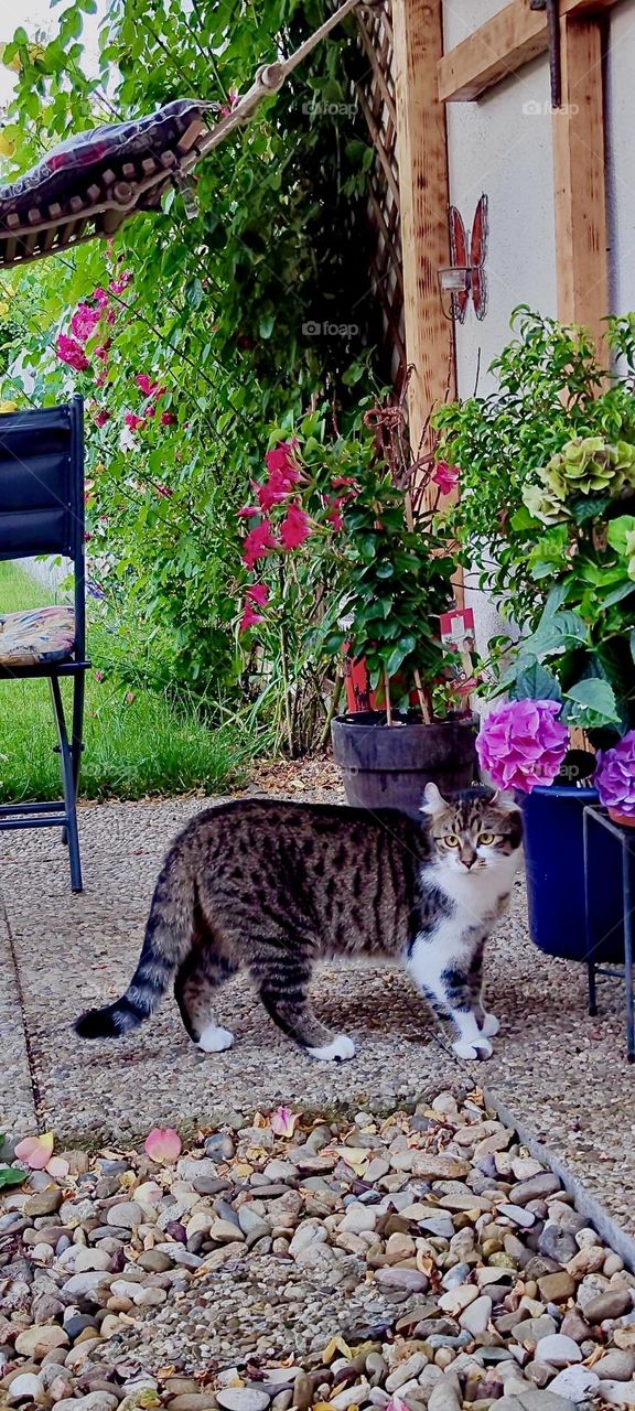 „Roukey“, the tomcat is strolling around in the beautiful garden of the lovely house in rural „Bavaria“ that we have visited before. Red and purple roses and other flowers are on display everywhere we look. 2023. Hypnotic Productions