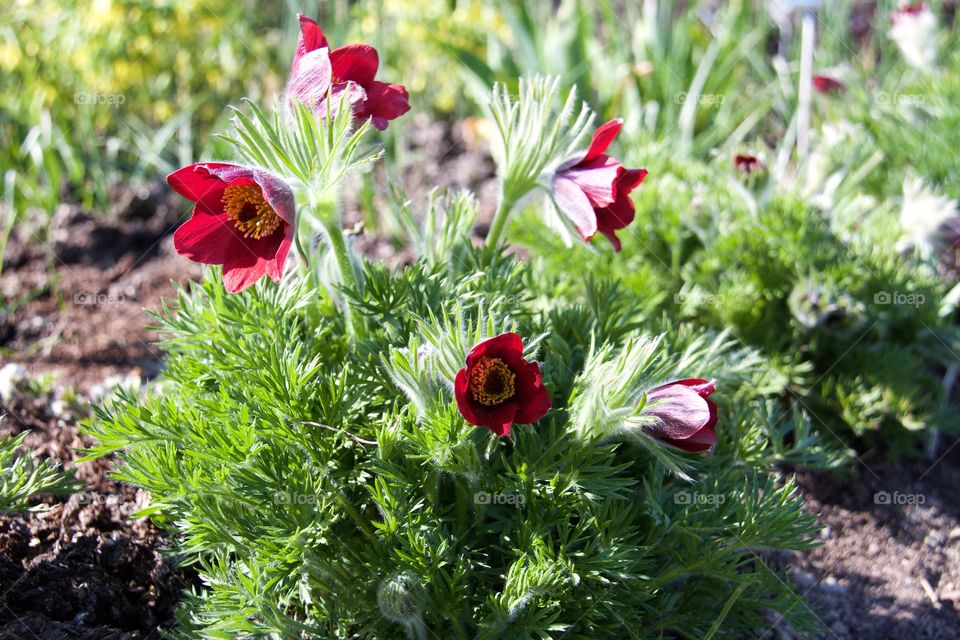 Pulsatilla vulgaris . Pasqueflower 