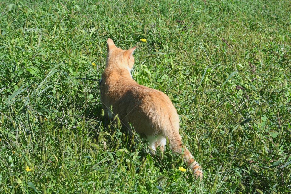 Ginger cat walking in a green meadow in springtime