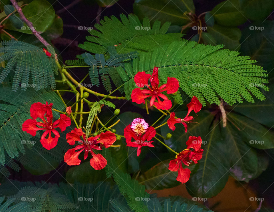 Floral photography - Royal poinciana