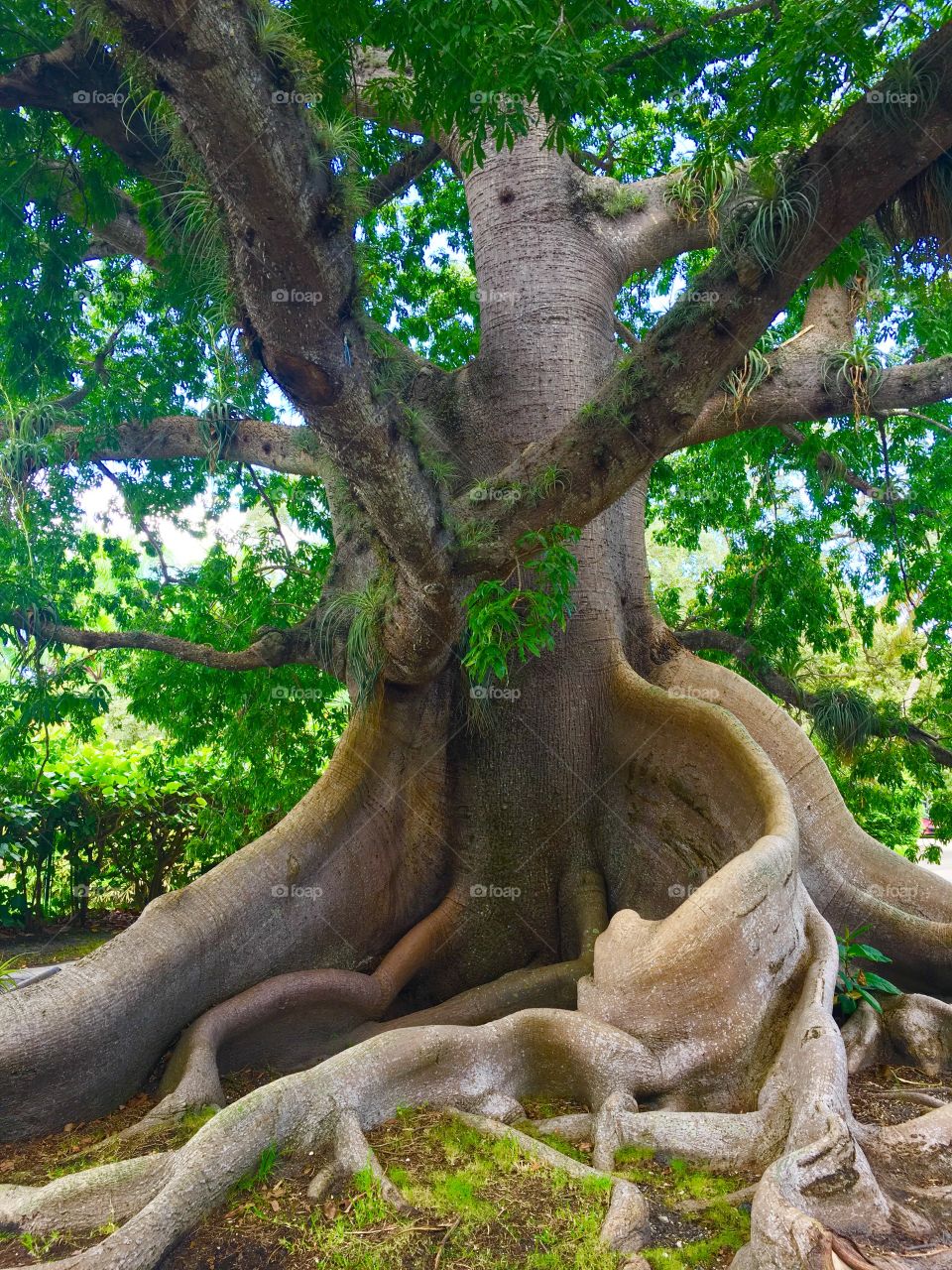 Old tree
