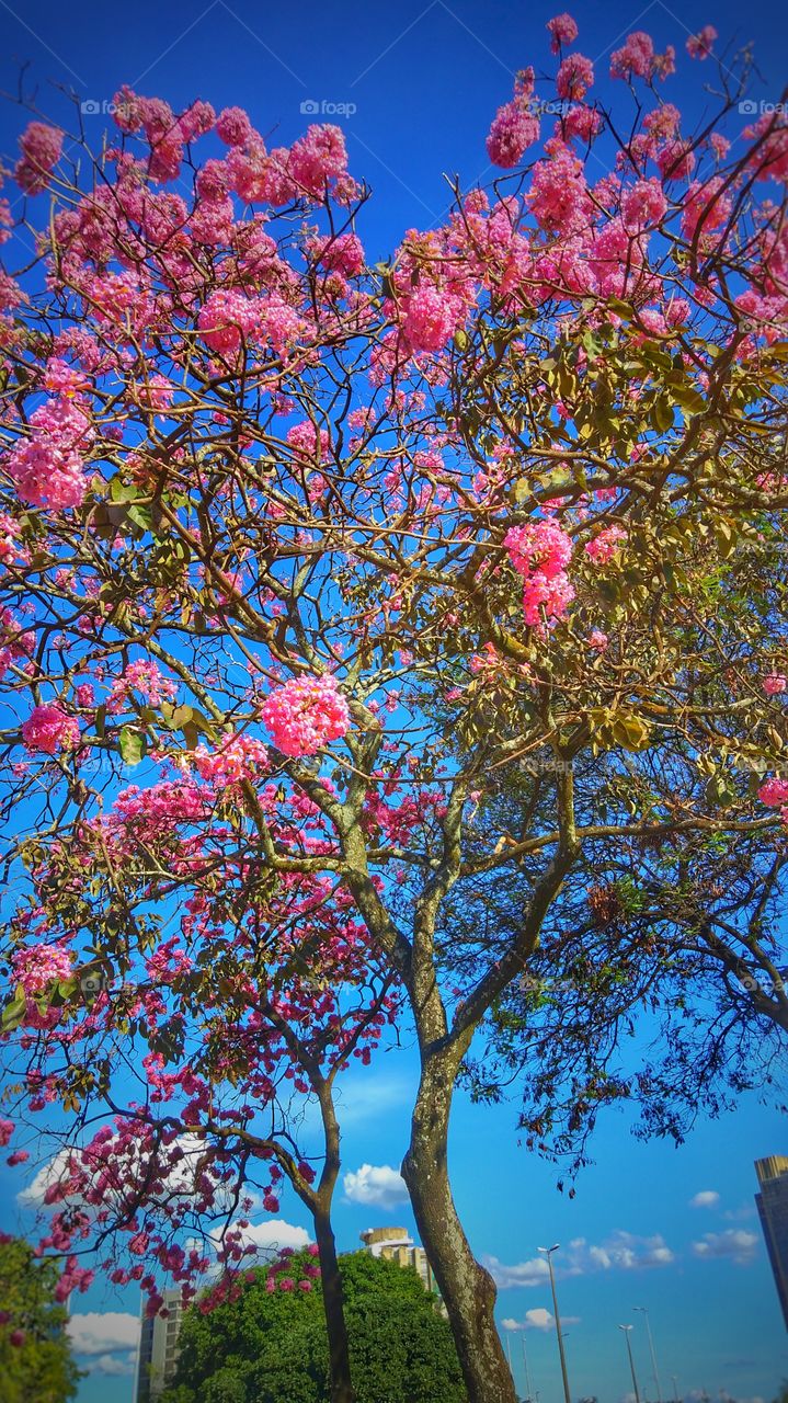 Ipê rosa árvore tree pink