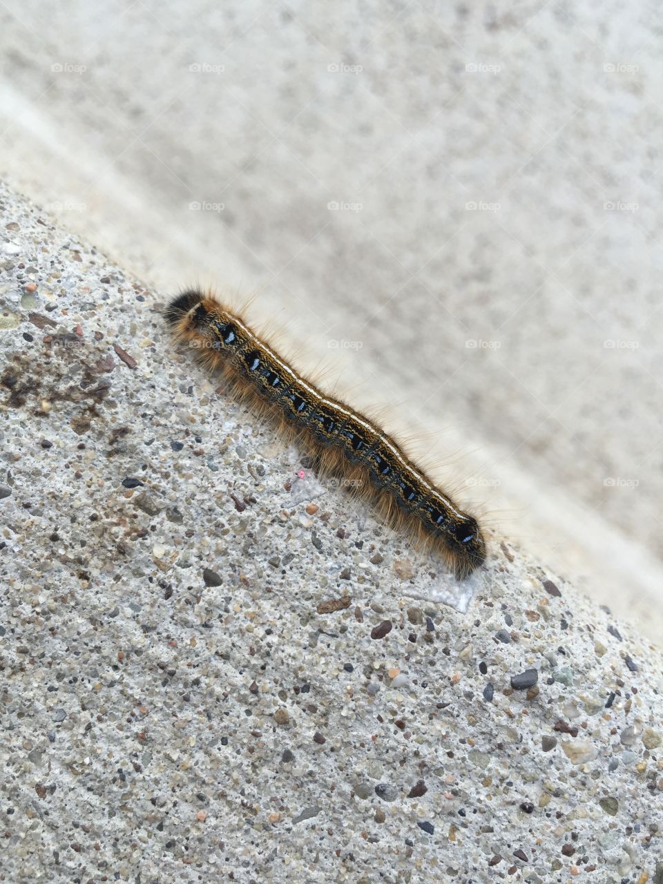 Caterpillar