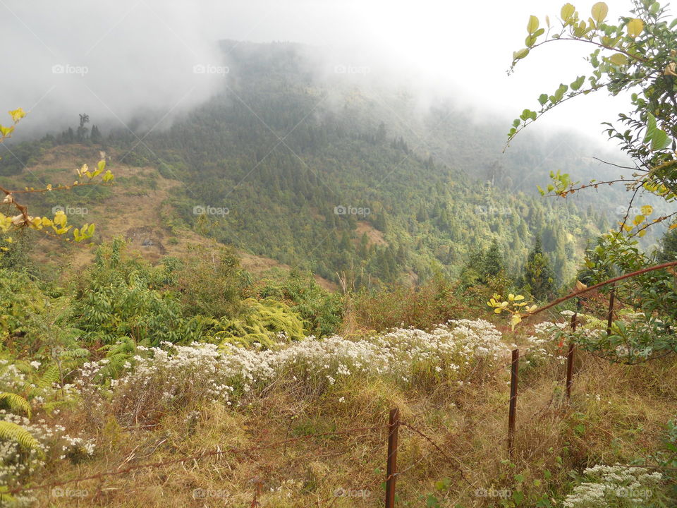 Foggy Morning In The Valley Of Flowers