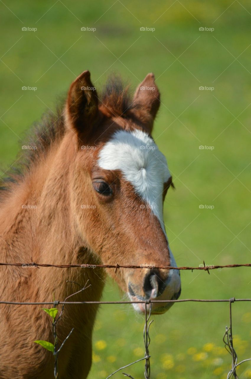 foal