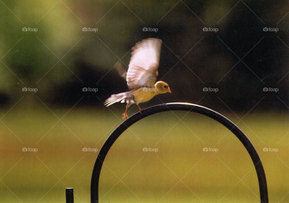 baby bird learning to fly in springtime bird feeder green yellow