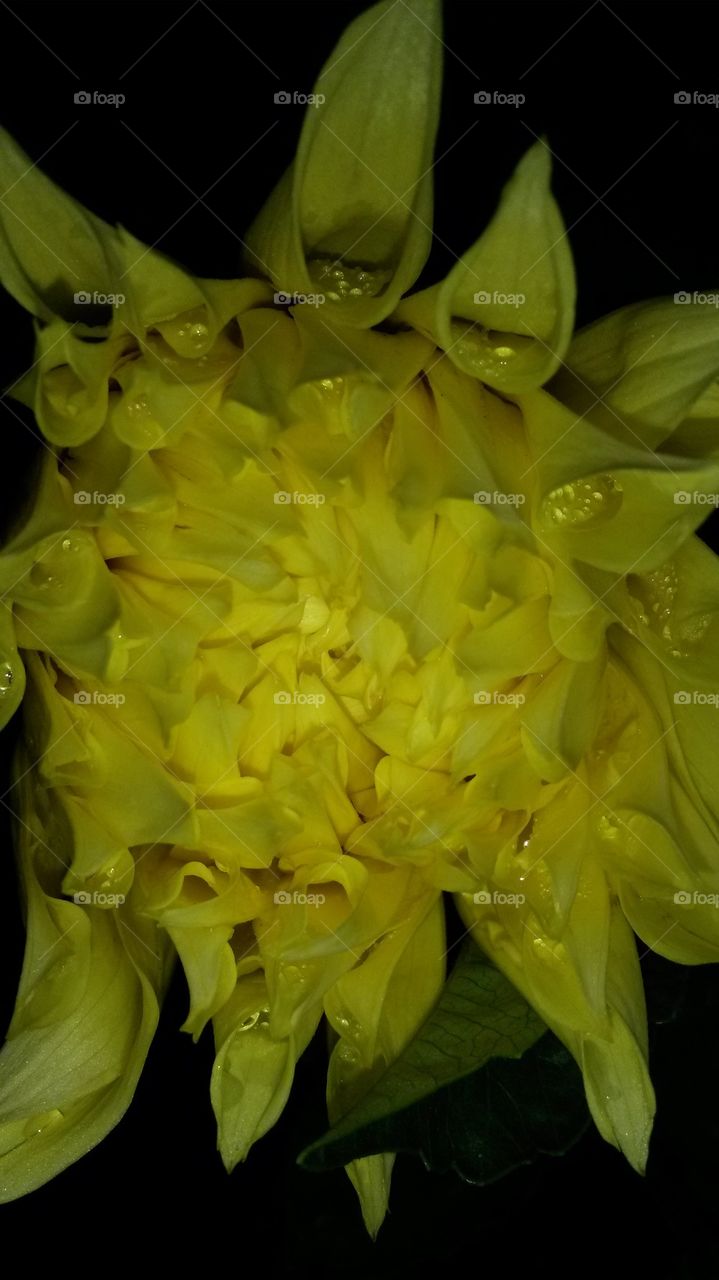 my yellow dahlia