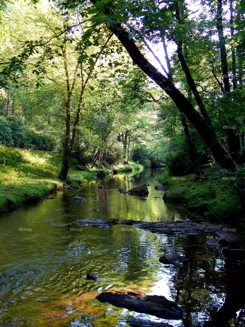Walk along shaded creek bank in Victoria Bryant state park, Georgia