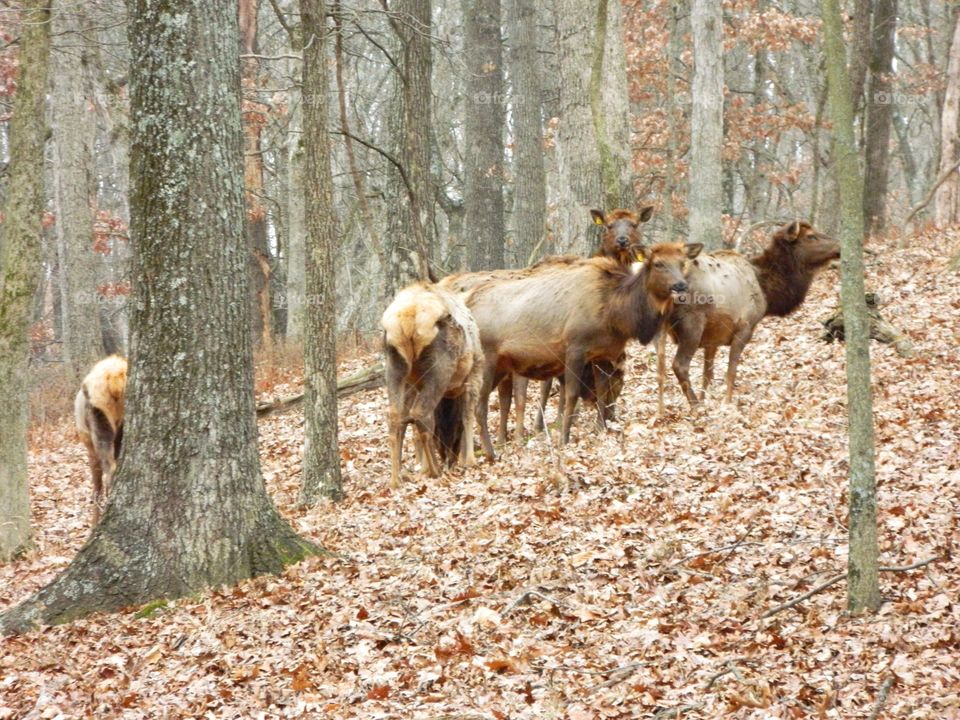 elk in the autumn