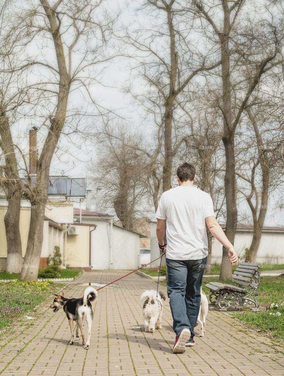 man walking three dogs outdoors