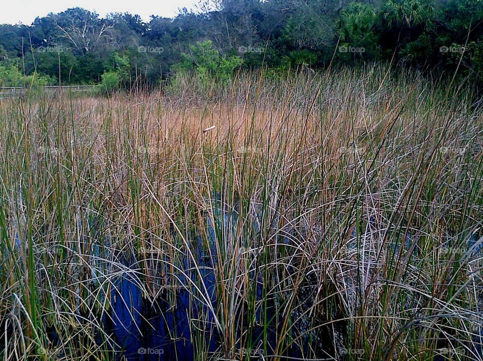 Swamp Marsh Grass