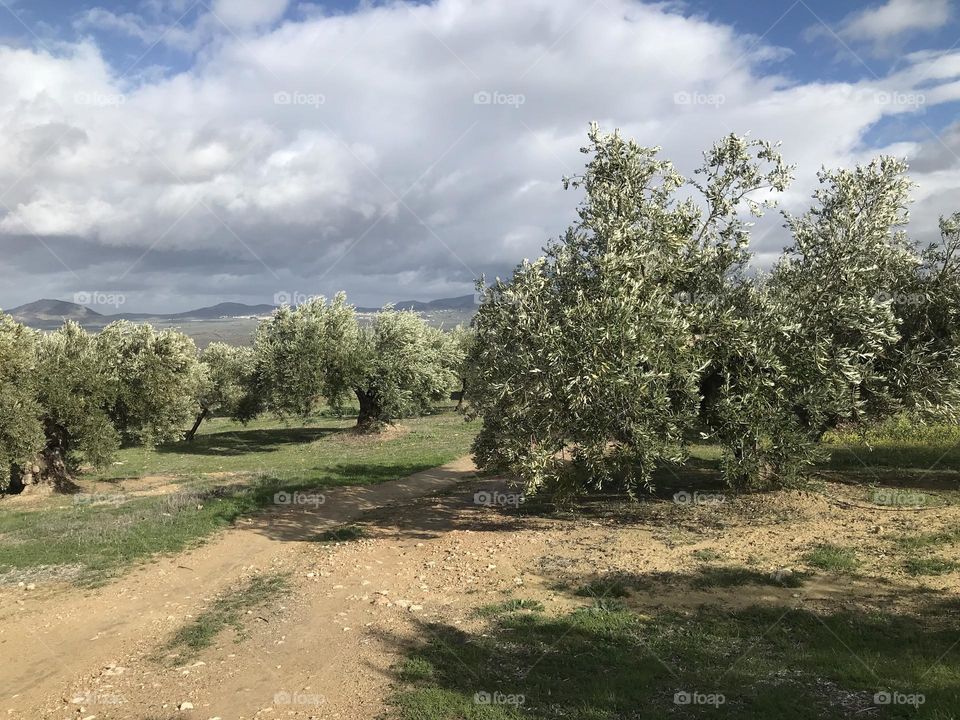 Campo olivos subbetica 