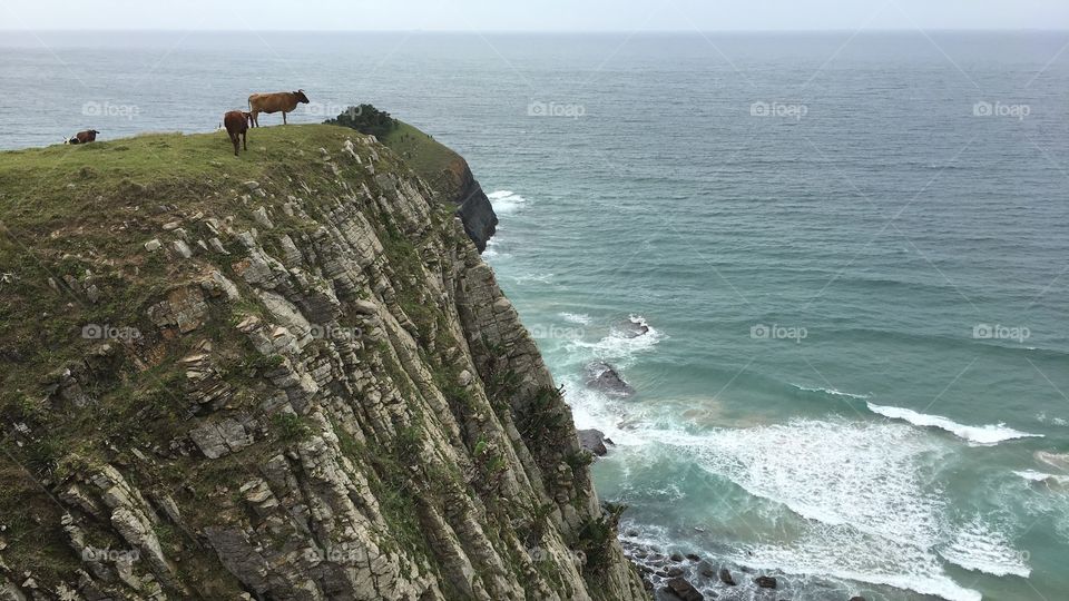 Cow standing at an abyss