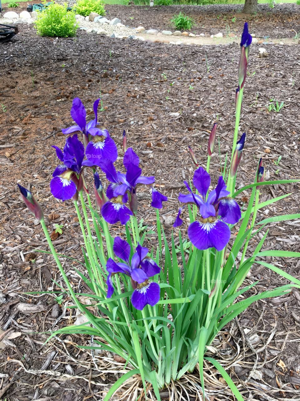 Siberian Iris Plant
